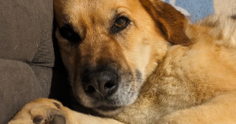 mélanie pet sitter à MERIGNAC 33700_5