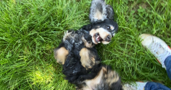 hugo pet sitter à LILLE 59000_1