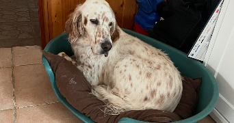 clara pet sitter à ROCHE 38090_3