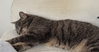 gabrielle pet sitter à LILLE 59000_2