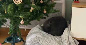 lucie pet sitter à TOULOUSE 31400_2