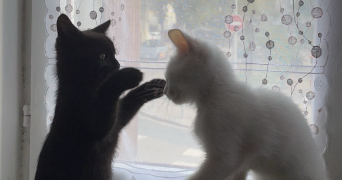 léa pet sitter à FREJUS 83600_7