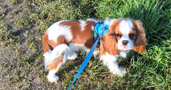 virginie pet sitter à FOLLAINVILLE DENNEMONT 78520_3