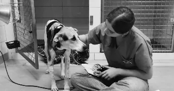 clara pet sitter à LAGORCE 33230
