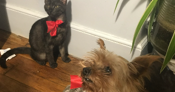 anouk pet sitter à COURBEVOIE 92400_11