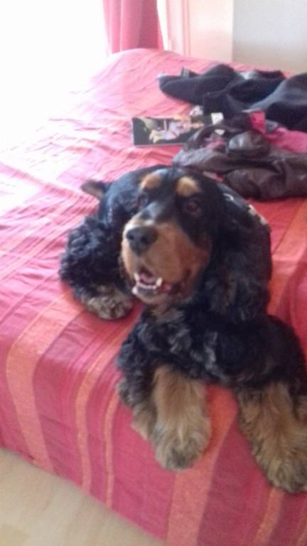 karine pet sitter à Toulon 83000_3