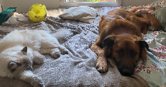 laura pet sitter à HYERES 83400_3