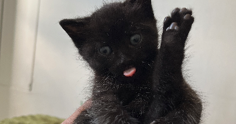 endahlé pet sitter à BESANCON 25000_5