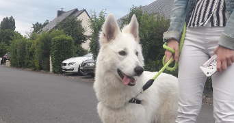 jeanne pet sitter à GRANVILLE 50400_3