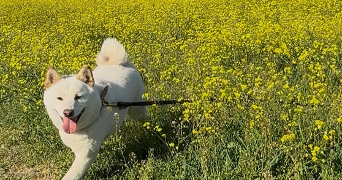 sonia pet sitter à BOUCOIRAN ET NOZIERES 30190_5
