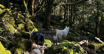 fleur pet sitter à CROZES HERMITAGE 26600_3