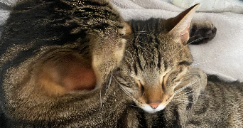 déborah asv pet sitter à MUNSTER 68140_7