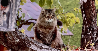 camille pet sitter à DIJON 21000_4