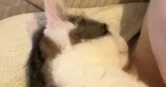 lou-ann pet sitter à Bihorel 76420