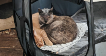 satine cat sitter à MARSEILLE 07 13007_2