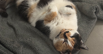 lucile pet sitter à VIRY CHATILLON 91170_2