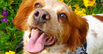 pauline pet sitter à Fitilieu 38490_7