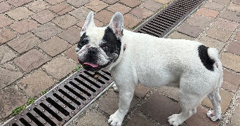 clemence pet sitter à ST MAUR DES FOSSES 94100_3