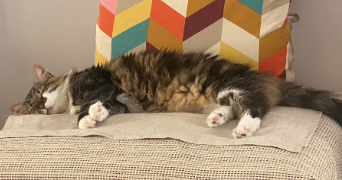 luna pet sitter à CASTRIES 34160_4