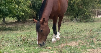 aurelie pet sitter à OLLAINVILLE 91340_0