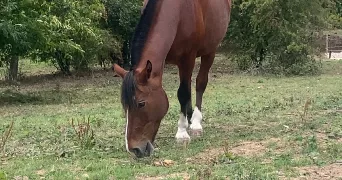 aurelie pet sitter à OLLAINVILLE 91340