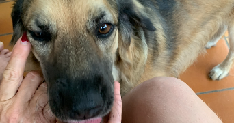 chiara pet sitter à NANTES 44000_2