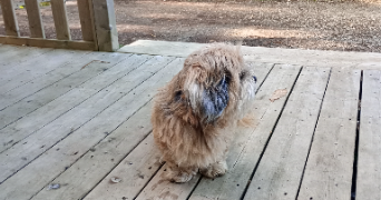 irfan pet sitter à EPINAY SUR ORGE 91360_0