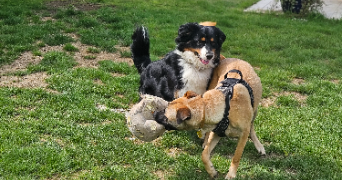 marlene pet sitter à AUNEAU BLEURY ST SYMPHORIEN 28700_62