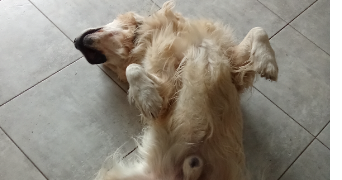 aurelie pet sitter à Sadournin 65220_1