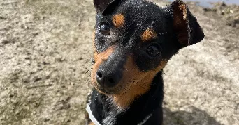 mathilys pet sitter à BOURNAINVILLE FAVEROLLES 27230