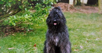 hélène pet sitter à LUDRES 54710_5