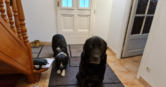 corinne dog sitter à LABASTIDETTE 31600_5