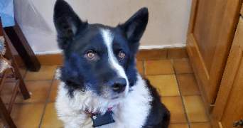 helene pet sitter à LA BAZOUGE DE CHEMERE 53170_0