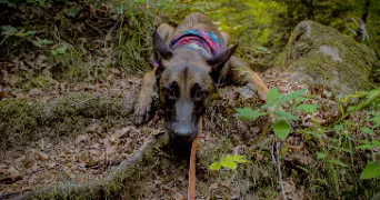tessa pet sitter à SARREBOURG 57400