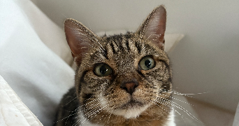 lena pet sitter à VILLENNES SUR SEINE 78670_0
