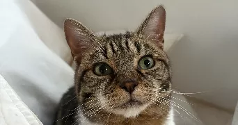 lena pet sitter à VILLENNES SUR SEINE 78670