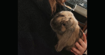 oriane pet sitter à TROYES 10000_2