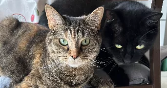 jordan pet sitter à TOUL 54200