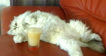 martine pet sitter à Orly 94310_3