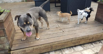 sébastien pet sitter à BRUEIL EN VEXIN 78440_7