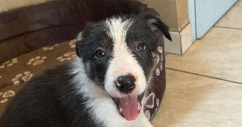 audrey pet sitter à LOUVIE JUZON 64260_1