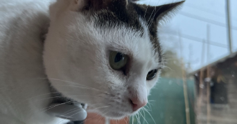 lola pet sitter à TOURCOING 59200_4