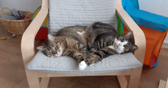 hanna pet sitter à ANNEMASSE 74100_1