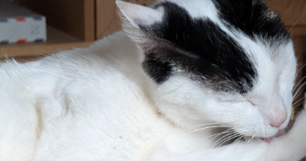 lucie  pet sitter à MONTLHERY 91310_1