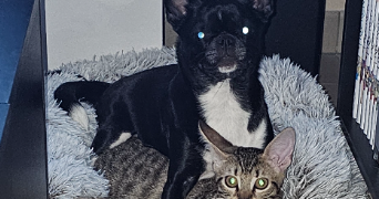 oceane pet sitter à COCUMONT 47250_2