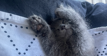 tabatha pet sitter à TOULOUSE 31200_3
