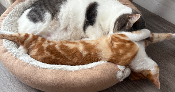 mathilde pet sitter à ROUEN 76100_0