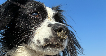 séléna pet sitter à PERPIGNAN 66000_3