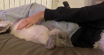 Romane pet sitter à FRANCONVILLE 95130_5