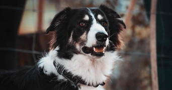 cloé pet sitter à TOULOUSE 31200_1